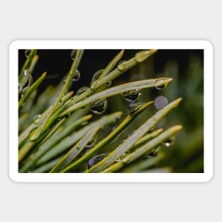 Freezing Rain II, Macro Droplets Photograph Magnet